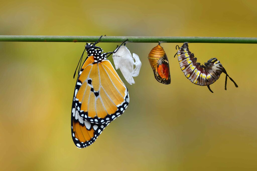 Mehrere Entwicklungsstadien eines Schmetterlings hängen an einem grünen Stängel: Raupe, Puppe (Chrysalis), leere Puppenhülle und ein frisch geschlüpfter orange-schwarz gemusterter Schmetterling vor unscharfem gelbem Hintergrund. symbolisieren Veränderung.